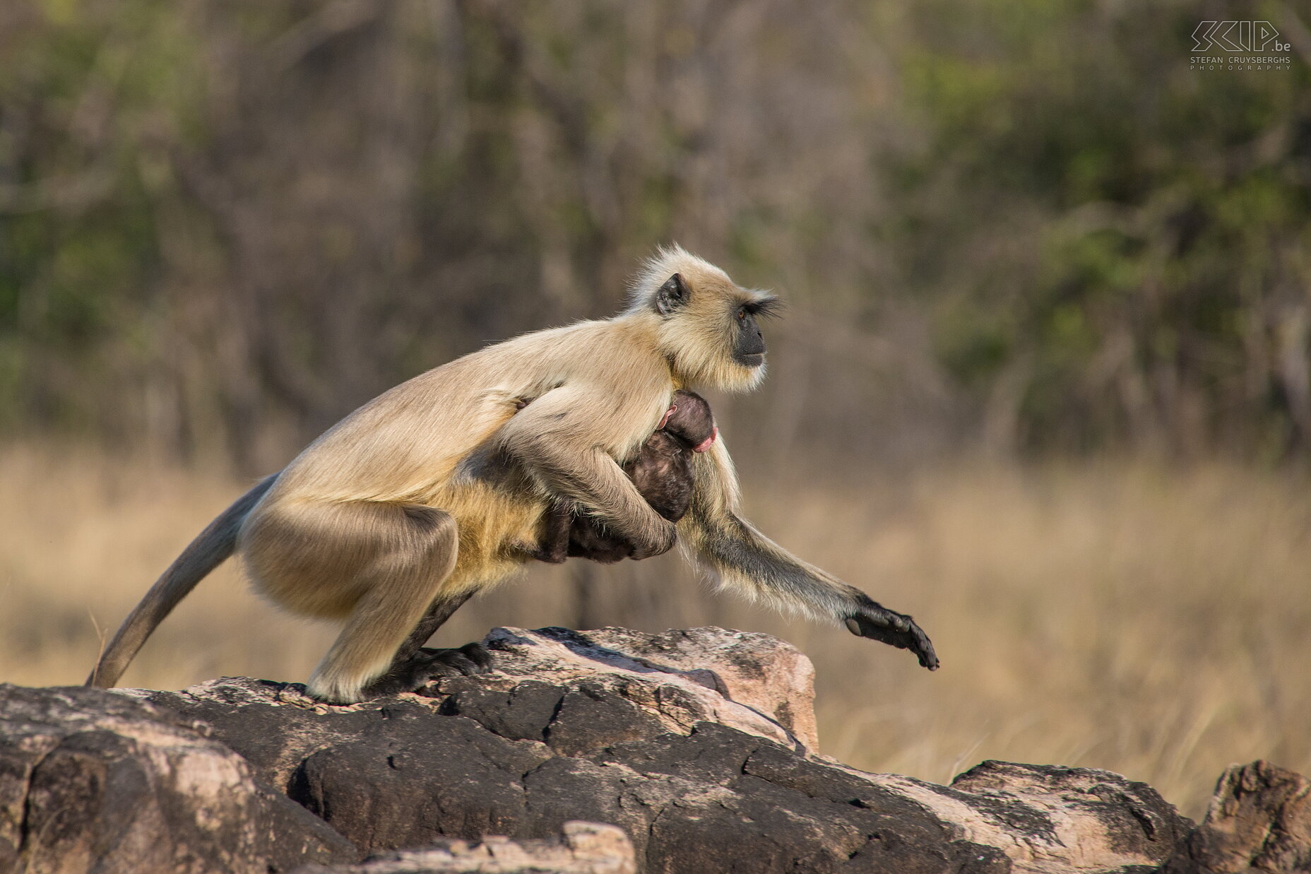 Panna - Hoelmans Hoelmans of grijze langoeren (Gray langur/Hanuman langur/Semnopithecus) zijn de meestverkomende slankapen van zuid Azië. Stefan Cruysberghs